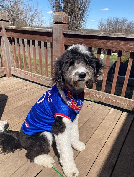 Dog wearing jersey