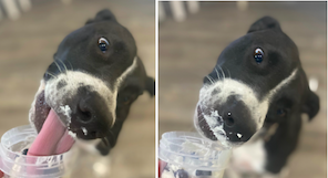 Dog licking ice cream sundae