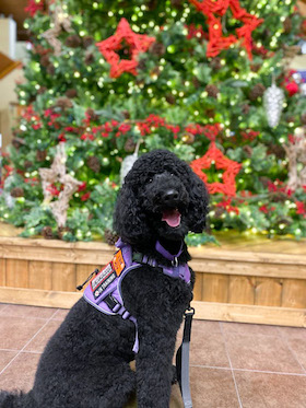 Black poodle service dog training by christmas tree holidays