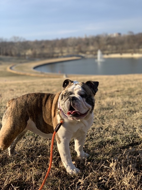 Bulldog at Forest Park