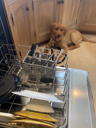 Puppy in a down stay while we do dishes
