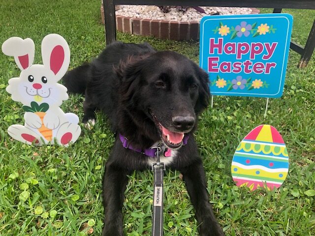Easter Dog Picture