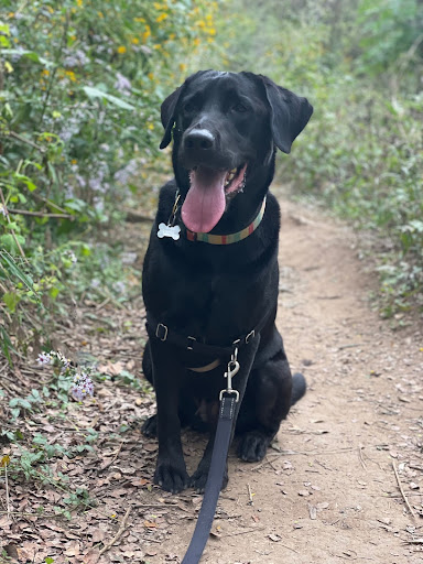 Dog training at Emma Long Metropolitan Park