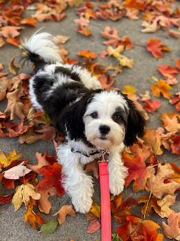 Cute black and white dog in fall leaves