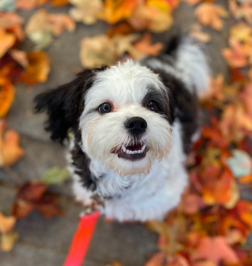 Cute little black and white dog by fall leaves