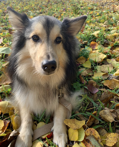 Dog in a down in autumn leaves