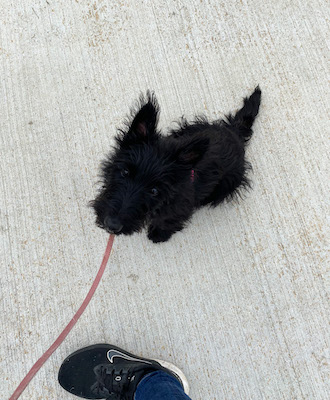 Scottish Terrier puppy leash walking with his trainer