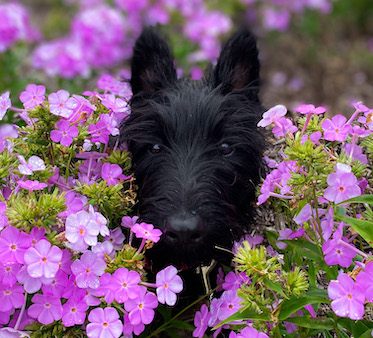 Scottish Terrier in purple flowers close up spring cute