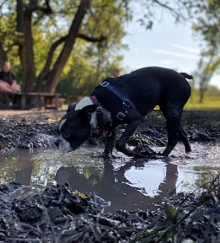 Boston terrier walking in the mud at the park