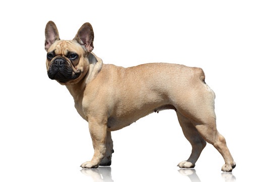 Is the French Bulldog Right for You