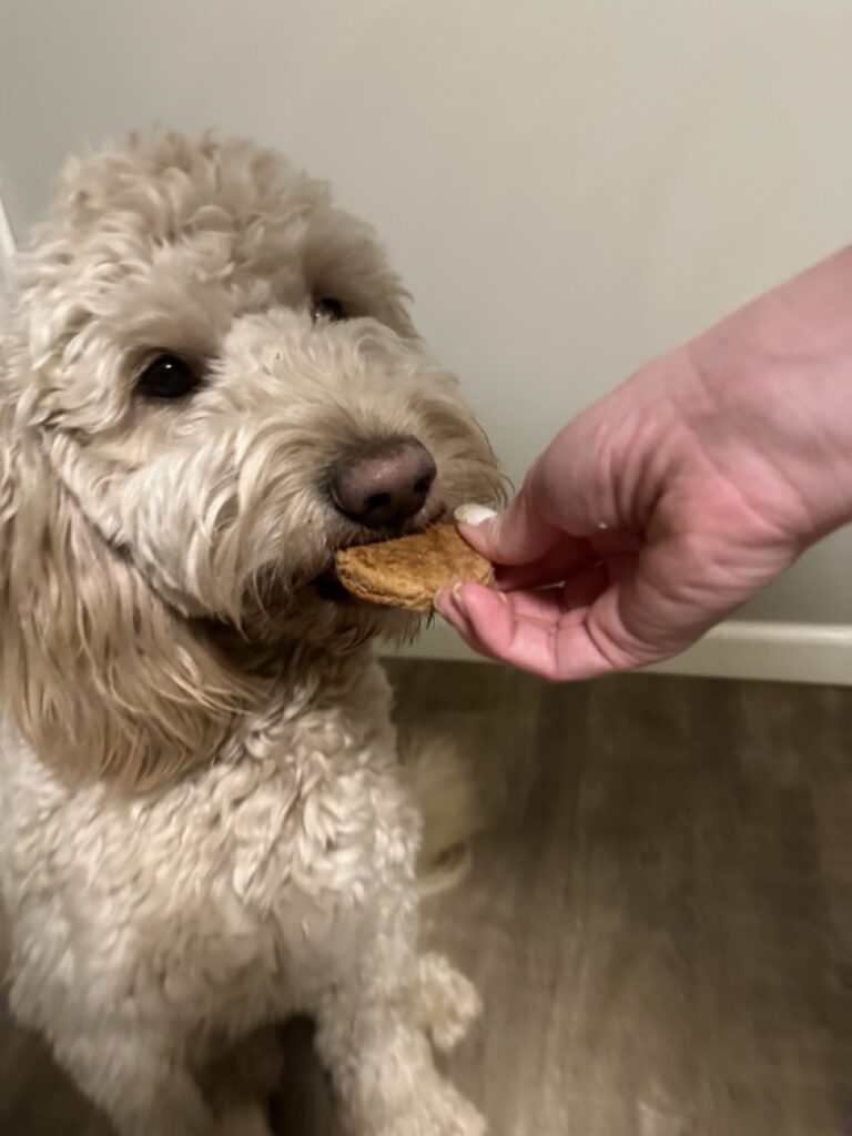 Doodle eating a snickerdoodle dog cookie