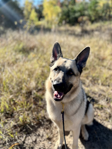 German Shepard sitting in the sun