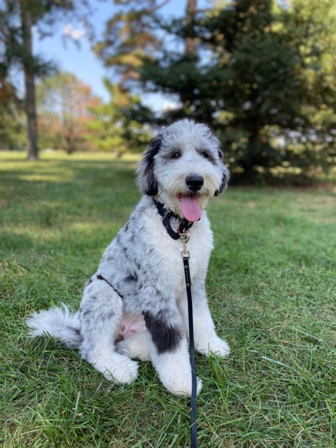 Dog at Loose Park Kansas City