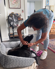 Trainer adjusting a dog's collar in the dog's home on dog bed