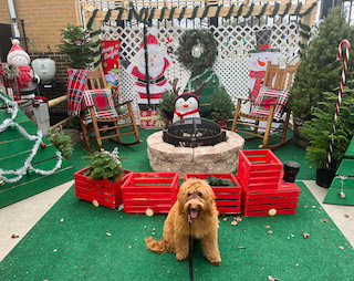 Dog training in Lowe's in front of holiday setup