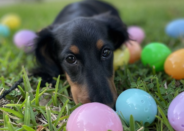 Dog Easter Egg Hunt