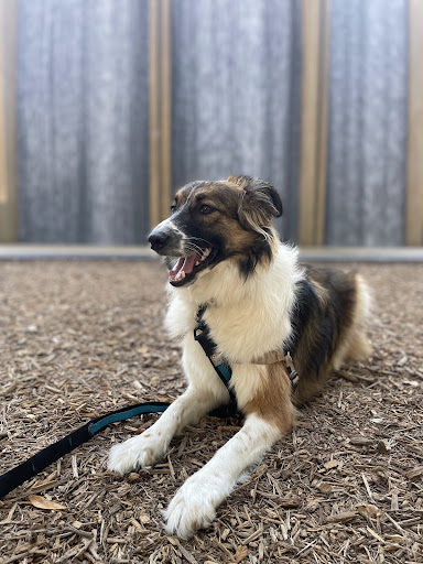 Dog photo at Gerald D Waterwall Park