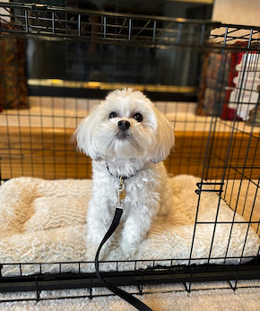 Little white dog looking cute on a bed in the kennel
