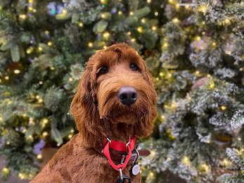 Goldendoodle in front of christmas trees at home depot cute