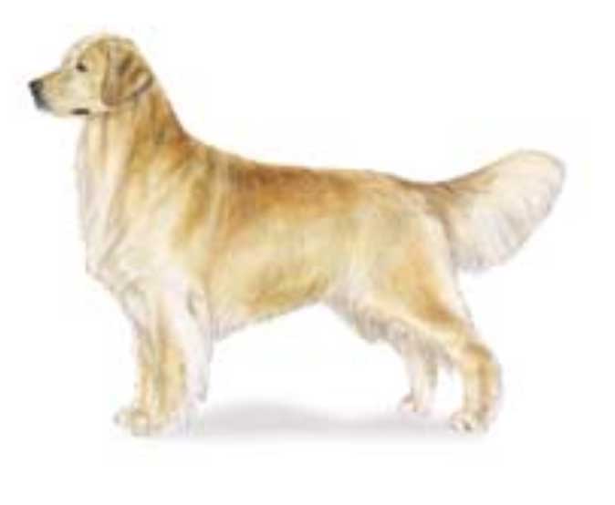 Long hair cheap golden retrievers