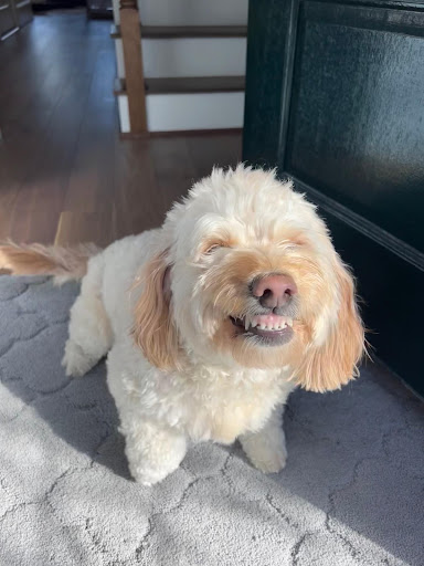 Dog showing teeth - submissive grin