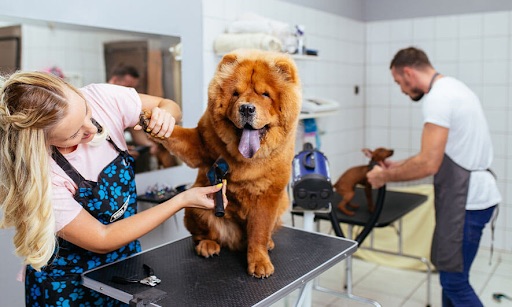 Dogs being groomed