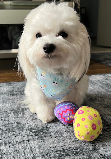 Easter Dog bandana