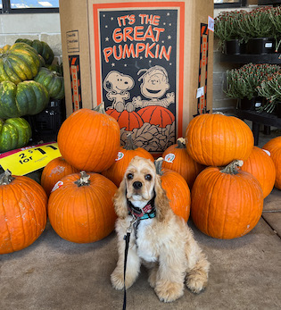 Cocker Spaniel sit stay next to pumpkins in fall