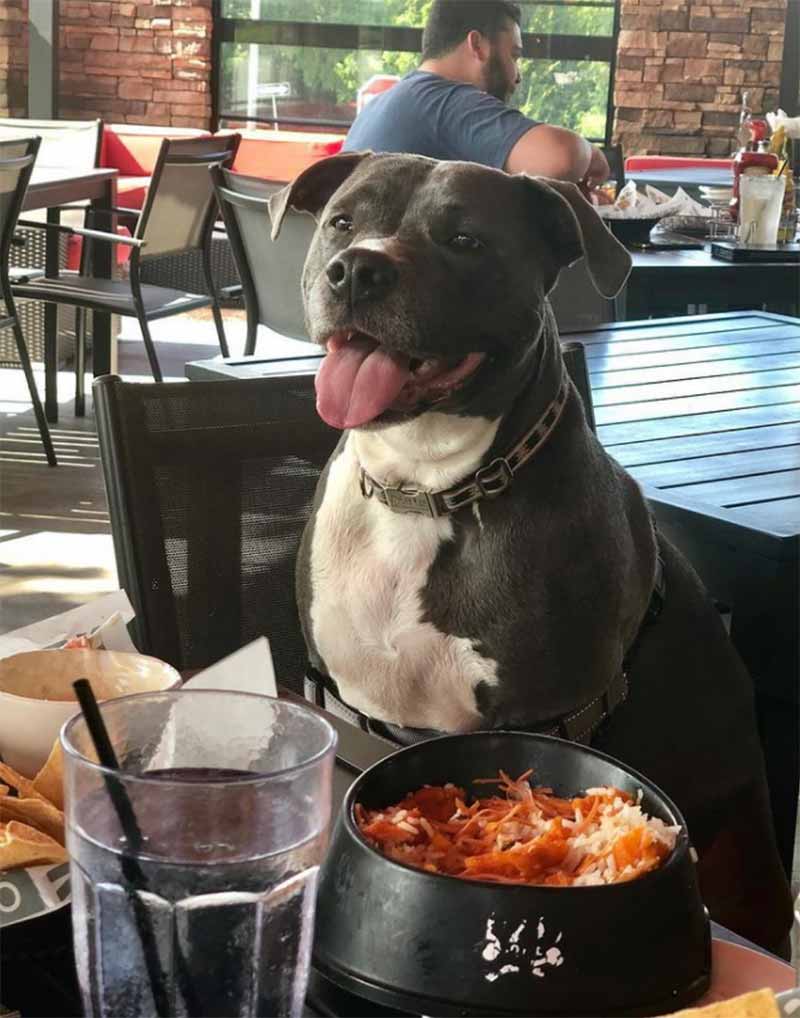 Happy Pit Bull Eating