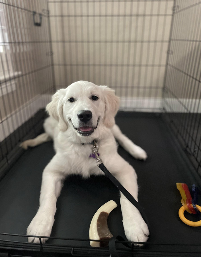 Happy puppy in crate