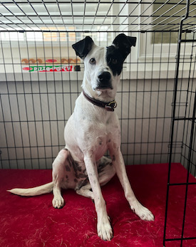 Black and white dog on red bed in the crate