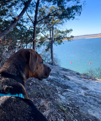 Dog looking out at the lake