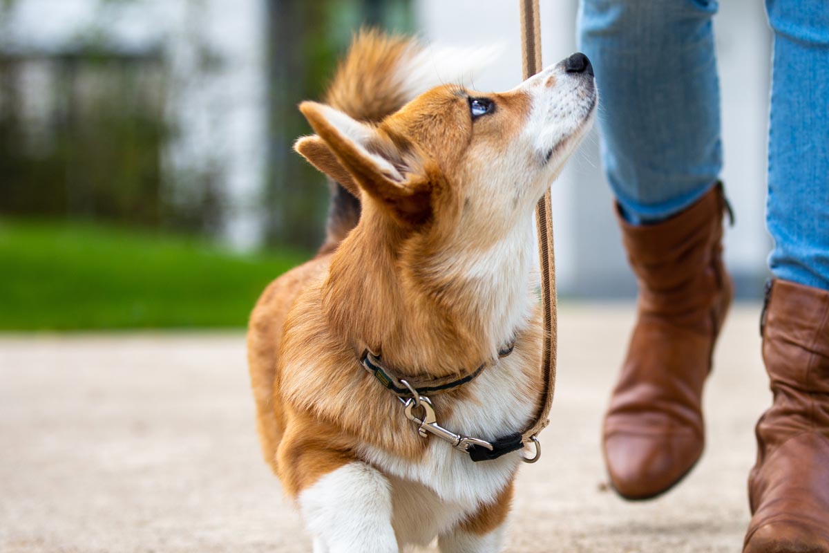 Houston Executive Dog Training Program