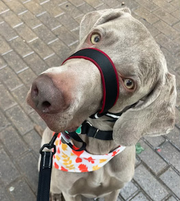 Grey dog head tilt cute with gentle leader