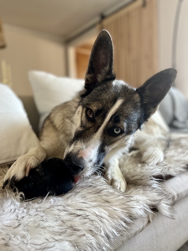 Dog licking a Kong toy