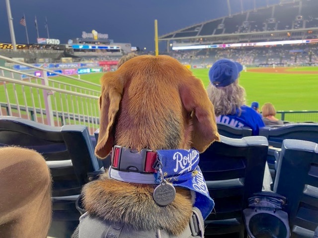 Dog watching the Royals game