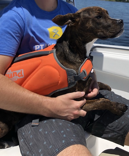 Staffordshire terrier wearing outward hound dog life jacket on a boat on her dad's lap