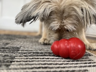 Dog enrichment with a Kong