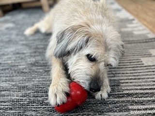 Dog treat out of a Kong