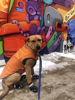 Dog in downtown Kansas City