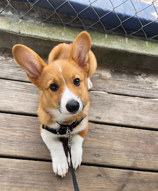 Adorabel corgi puppy outside in a down stay practicing puppy obedience