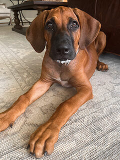 Rhodesian Ridgeback puppy down stay at home cute