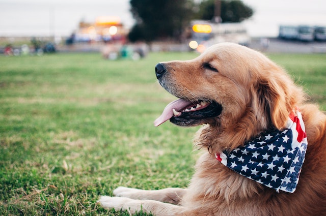 dog safety on the Fourth of July