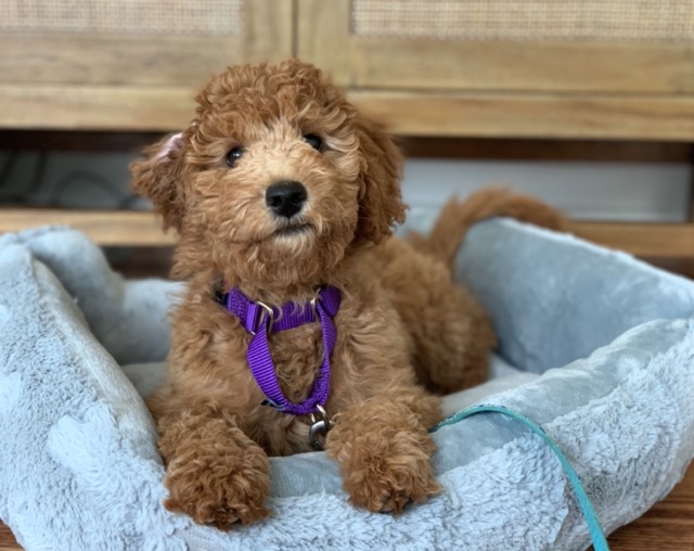 Puppy practicing the place command