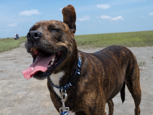Brindle staffordshire terrier happy by the beach