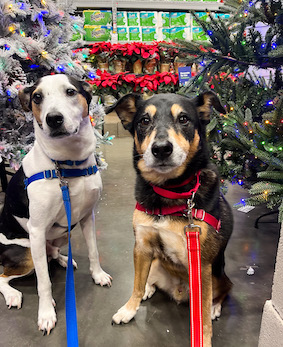 Two dogs training by christmas trees at holiday store