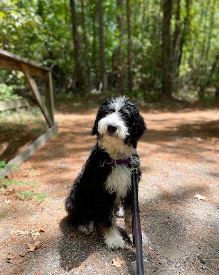 Bernedoodle in a sit stay at a trail in the woods park