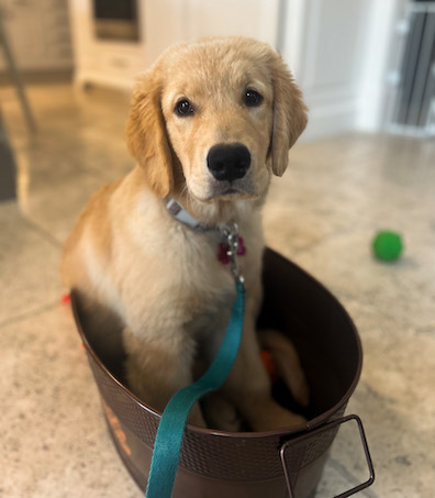 Adorable golden retriever puppy sitting in her toy bin