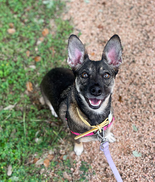 Small rescue dog smiling looking up at camera sit stay outside