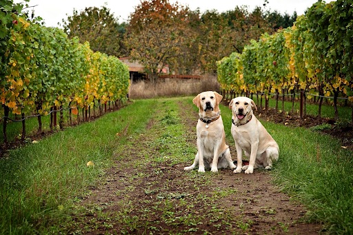 Labs at KC Wine Co.